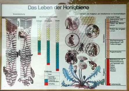 Bienenleben