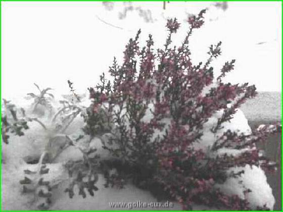 cx_003-erika im schnee